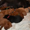 4 Woche
